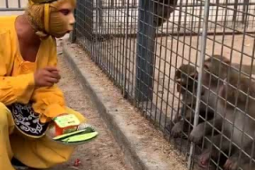 娱乐吃瓜酱猴子,揭秘猴子背后的娱乐产业秘密